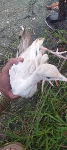 anak ayam piru 1 bulan+