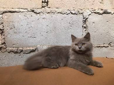 BLH Kitten