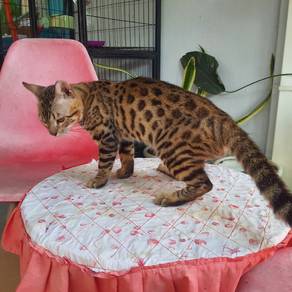 Male Bengal 