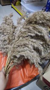 Pampas Grass To Let Go