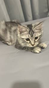 MaineCoon Female silver tabby