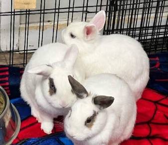 Rabbit for sale