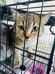 kucing shaded bsh
