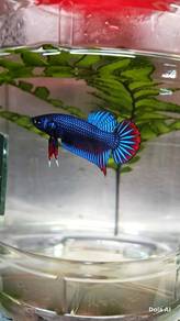 Betta Fish
