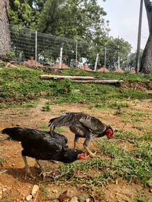 Ayam chu shamo