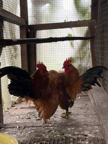 ayam serama jantan