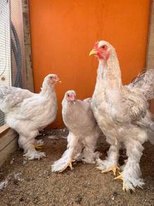 Ayam Brahma