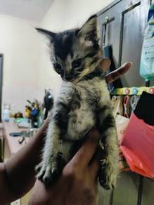 Cat Adoption 