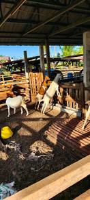 Kambing untuk dijual Di Melaka