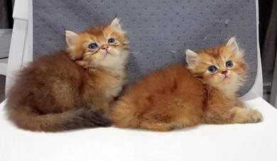 Baby British Long Hair Golden 
