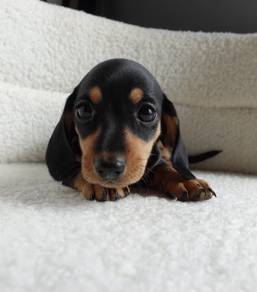 MINIATURE DACHSHUND PUPPIES D138 🐻 Short Hair