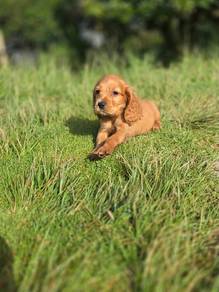 Cute & adorable Cocker Spaniel puppies availabl
