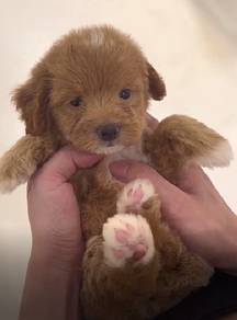 G41 Cute Maltipoo Dog