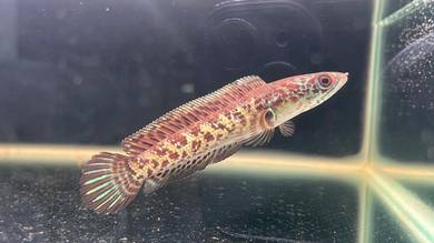 Ikan Channa Fish Auranti Cobra-4 inch (ACS1-7)