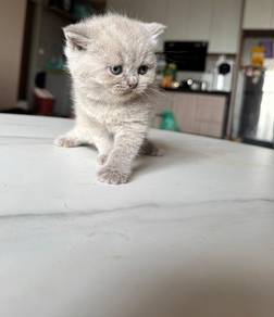 scottish straight lilac kitten