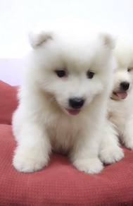 Pure white samoyed puppies