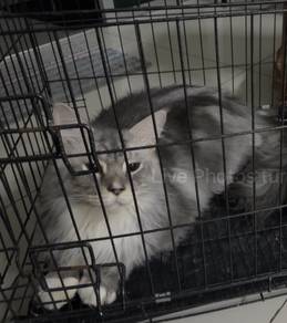 Maine coon