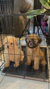 shihpoo