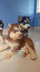 Husky Puppy