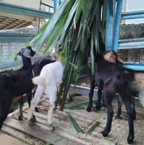 anak kambing 