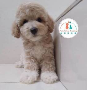Poodle
