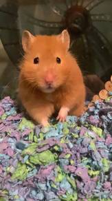 sangkar hamster dan hamster