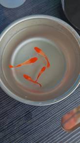 ikan guppy