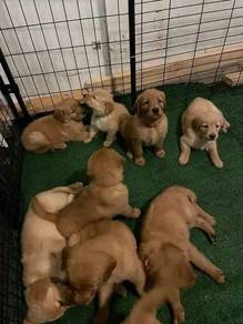 golden retriever