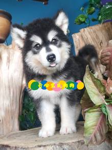 Alaskan Husky (M)