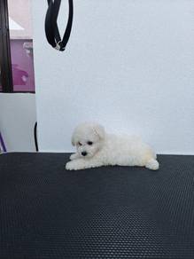 Pure Poodle Male & Female 2Months old dog