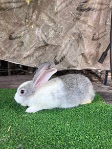 Arnab Rabbit