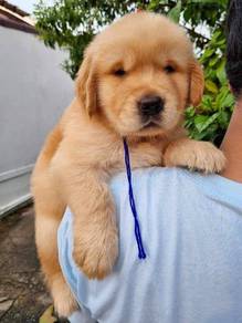 golden retriever 2