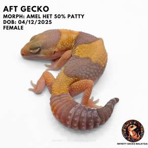 AFT African Fat Tailed Gecko Fat Tail Amel JB 肥尾守宫