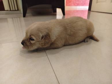 Golden Retriever 