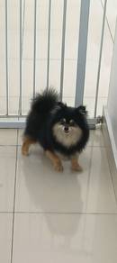 Adult Black Tan Female 