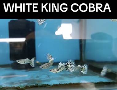 white king cobra