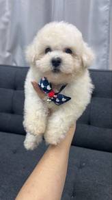 Bichon Male Puppy M1