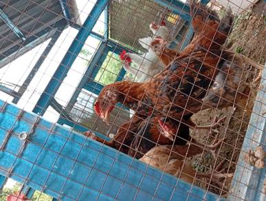 Ayam Kg Probiotic Organic