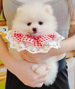 Pomeranian