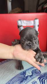 Blue French Bulldog 