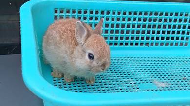 pure netherland dwarf