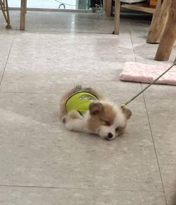 Welsh Corgi