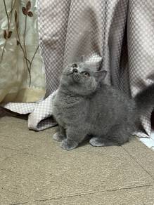 Ss Munchkin