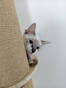 Mix Meinecoon 