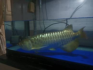 Arowana