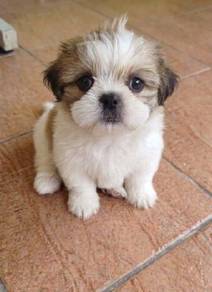 shih tzhu 