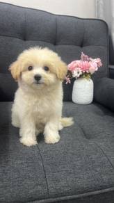 博美渗贵宾女
Pompoo 
Father Pom
Mother poodle
Female
HF-