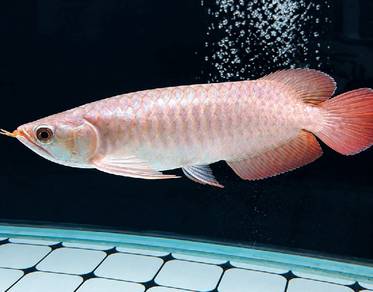 Arowana Super Red 