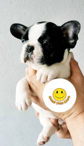 BVBV3535 French Bulldog puppies