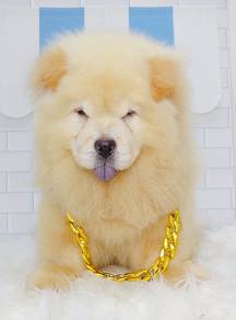 Chow Chow